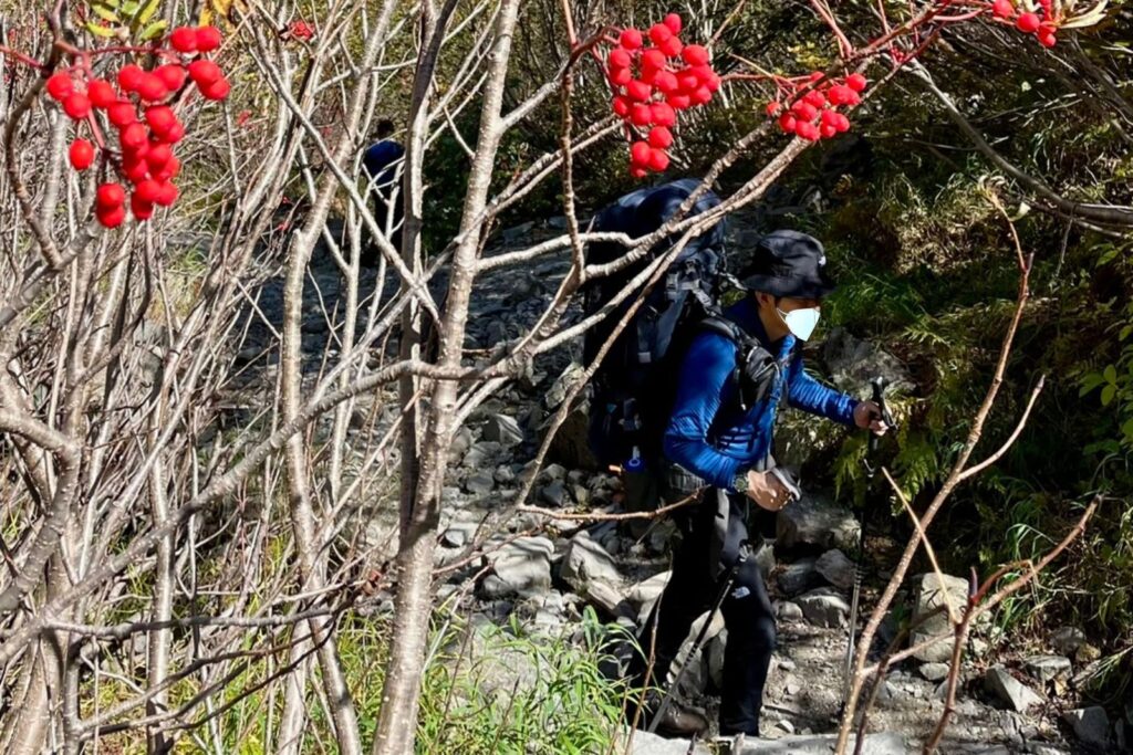 ナナカマドの赤い実の脇の岩場を登る登山者
