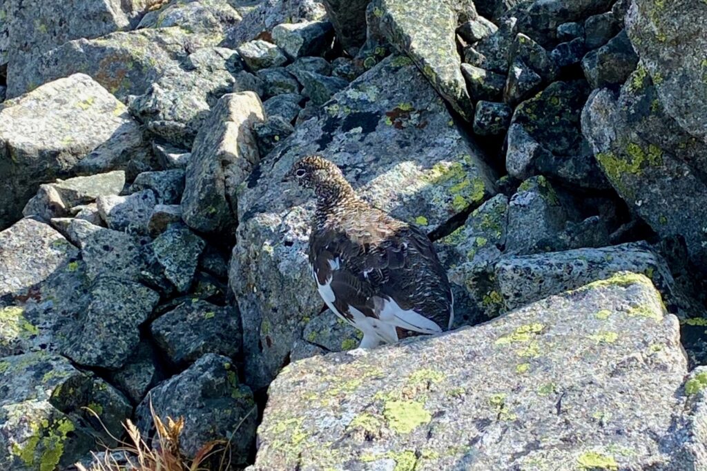 岩場に紛れた雷鳥