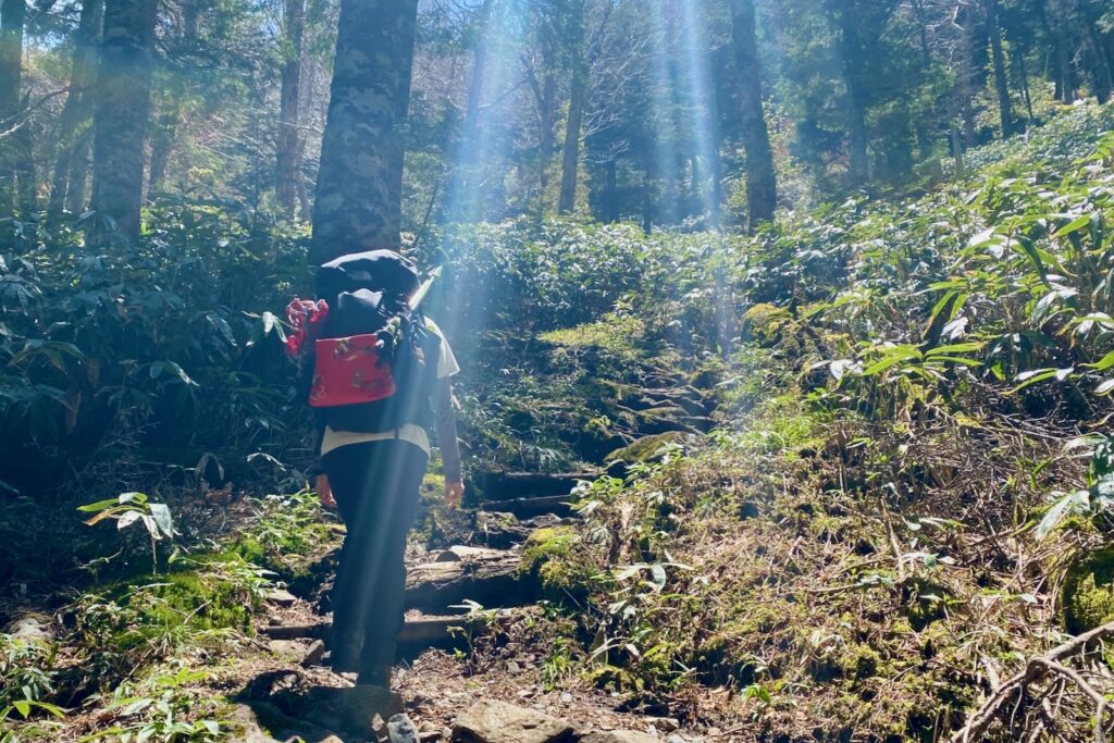 木漏れ日の差す樹林帯の急登を登る登山者