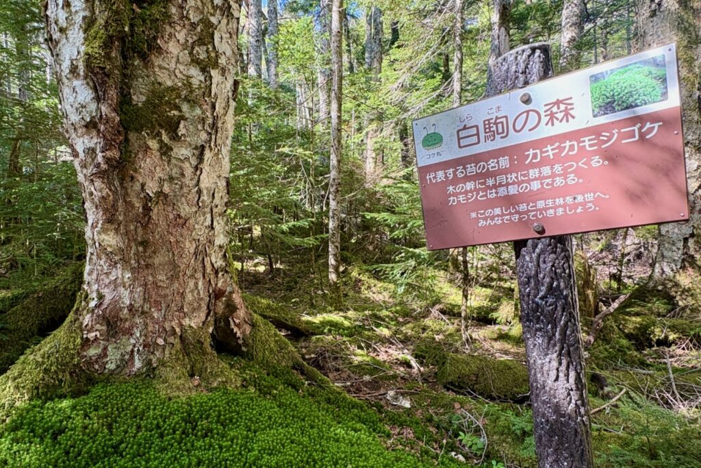 「白駒の森」の説明板と苔むした大木