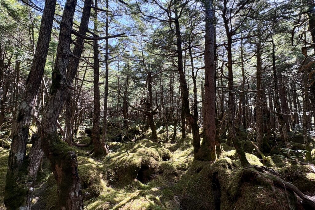 苔むした北八ヶ岳の原生林