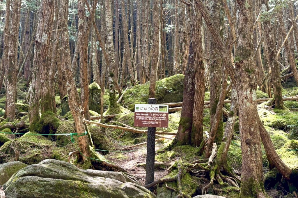 苔の森に立つ道標