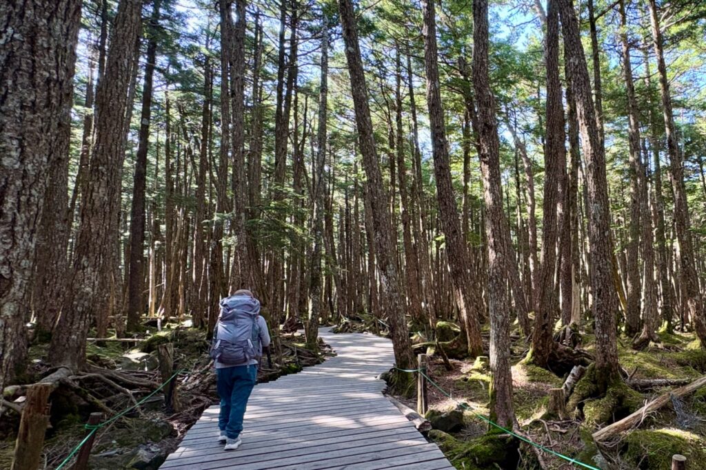 苔の森の木道を歩く