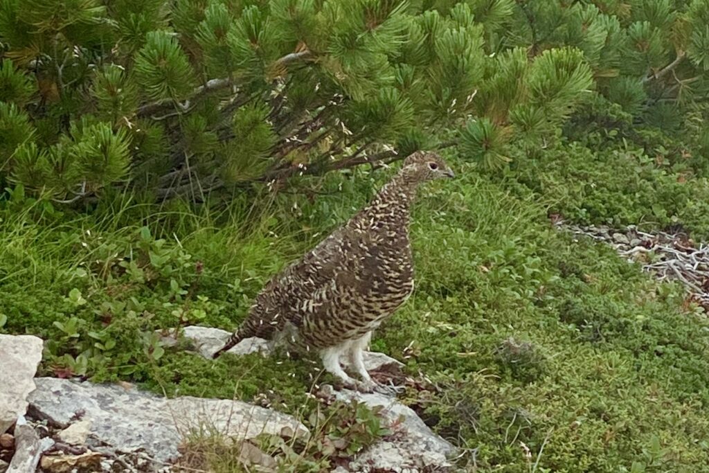 ハイマツのそばにたたずむ夏毛の雷鳥