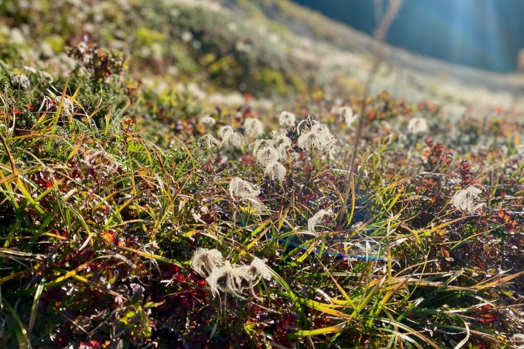 朝日を浴びる草紅葉とチングルマの綿毛